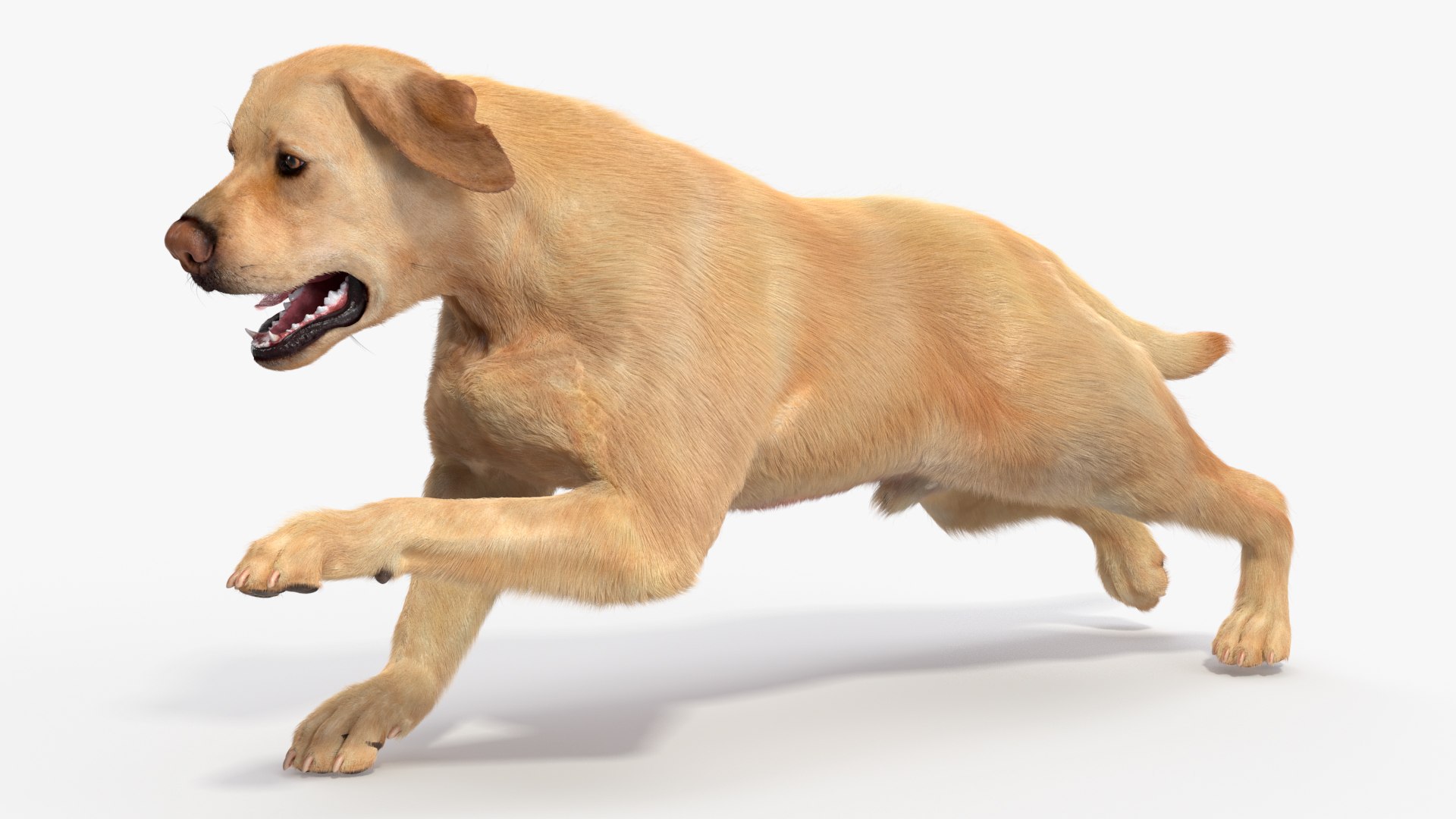 3D model Running White Retriever Dog Fur Animated Rigged for Maya https://p.turbosquid.com/ts-thumb/Kj/SOqCb7/hv/running_white_retriever_dog_fur_animated_rigged_008/jpg/1755130121/1920x1080/fit_q87/a760a3271d9e8e5e66c66781c54729692a76d828/running_white_retriever_dog_fur_animated_rigged_008.jpg