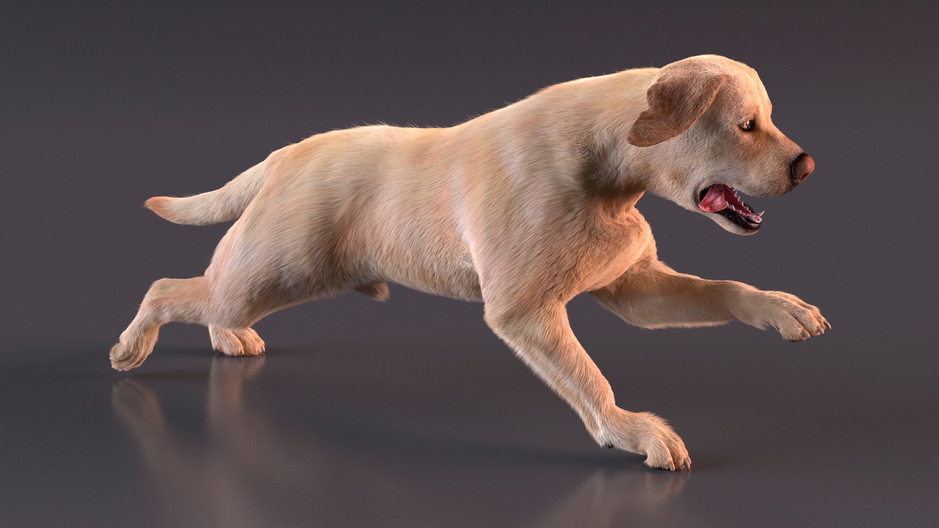 3D model Running White Retriever Dog Fur Animated Rigged for Maya https://p.turbosquid.com/ts-thumb/Kj/SOqCb7/ib/running_white_retriever_dog_fur_animated_rigged_006/jpg/1755130106/1920x1080/fit_q87/e90a5f684ecb90090da255068754e55e33e2b9b0/running_white_retriever_dog_fur_animated_rigged_006.jpg