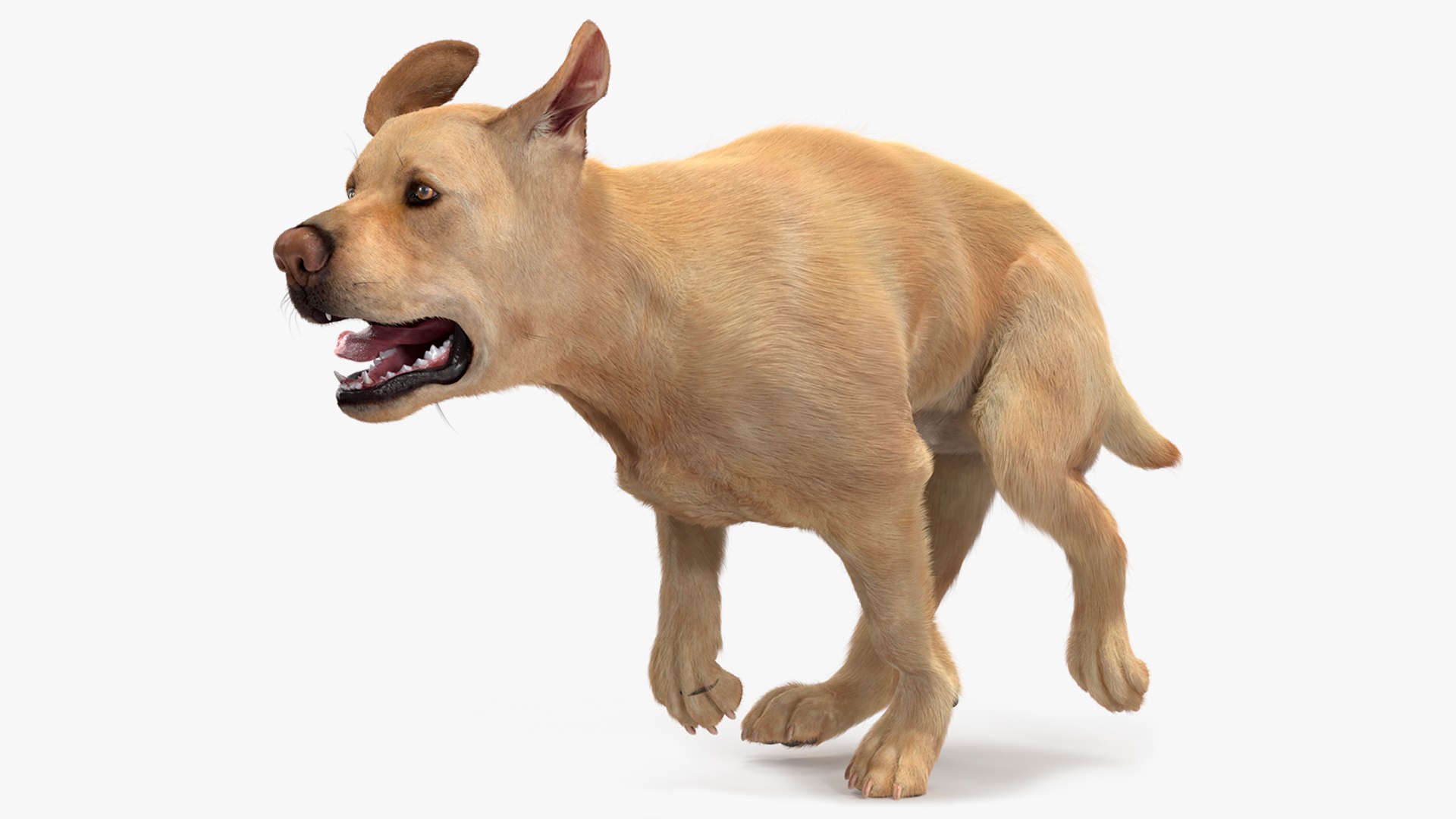 3D model Running White Retriever Dog Fur Animated Rigged for Maya https://p.turbosquid.com/ts-thumb/Kj/SOqCb7/j7/running_white_retriever_dog_fur_animated_rigged_001/jpg/1755129815/1920x1080/fit_q87/ab09d8b16534f9bf02f43eb8e54cacd642bfc2f0/running_white_retriever_dog_fur_animated_rigged_001.jpg