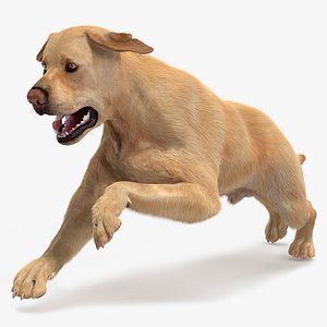 Running White Retriever Dog Fur Animated Rigged for Maya