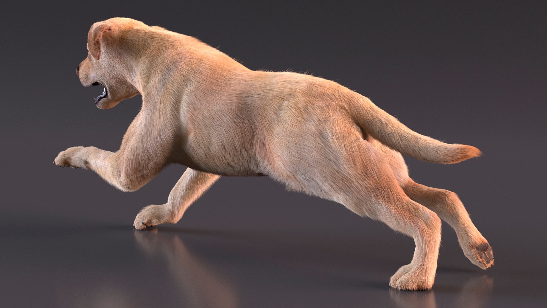 3D model Running White Retriever Dog Fur Animated Rigged for Maya https://p.turbosquid.com/ts-thumb/Kj/SOqCb7/t6/running_white_retriever_dog_fur_animated_rigged_007/jpg/1755130114/1920x1080/fit_q87/c320ec05ef057f72798f692c6514ee1430a36dc2/running_white_retriever_dog_fur_animated_rigged_007.jpg