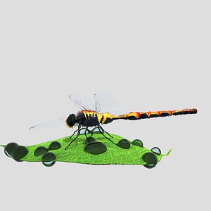 dragonfly 3D model