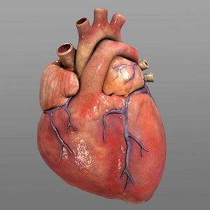 3d human heart model