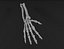 hand bones 3D model