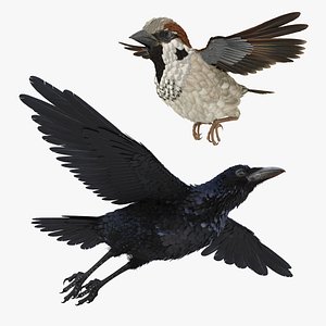 Raven and Sparrow Rigged Collection for Maya