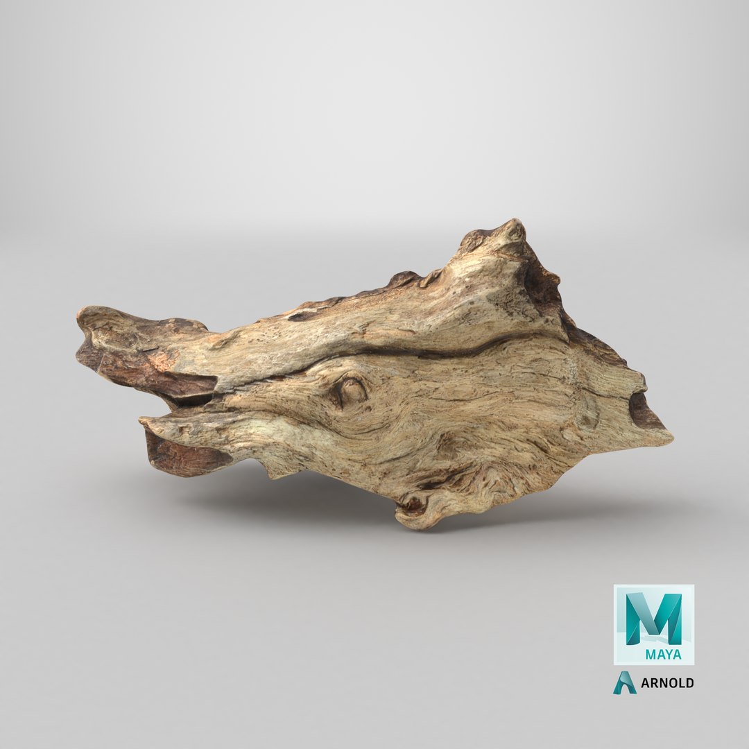 3D Tree Trunk Piece 06 https://p.turbosquid.com/ts-thumb/Kj/nbCr1P/K4/stemcell_maya_arnold_render/png/1764053178/1920x1080/fit_q87/530418fc93f7ed43d9e066e8bbbede4db11dba42/stemcell_maya_arnold_render.jpg