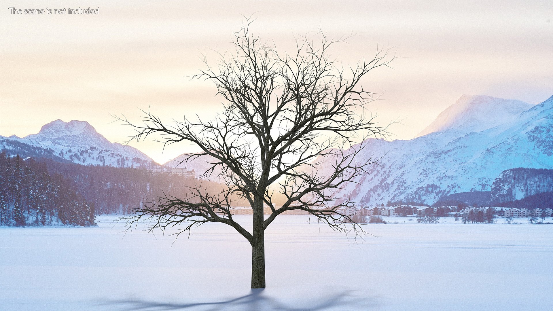 Swamp White Oak Winter 3D model https://p.turbosquid.com/ts-thumb/Kj/sJcIa4/18/swampwhiteoakwinter3dmodel002/jpg/1707012310/1920x1080/fit_q87/ef921da4cb0d3014479f84b7d8fe616a9eb43d99/swampwhiteoakwinter3dmodel002.jpg