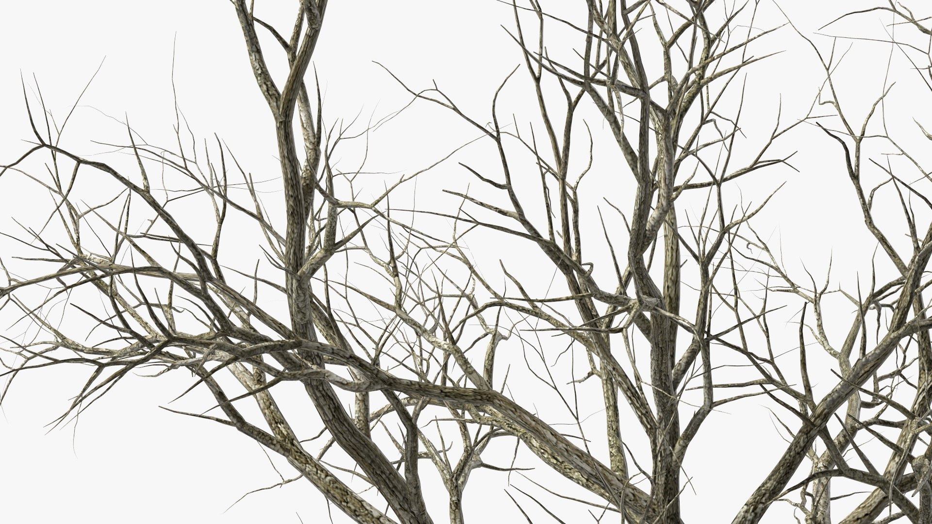 Swamp White Oak Winter 3D model https://p.turbosquid.com/ts-thumb/Kj/sJcIa4/6T/swampwhiteoakwinter3dmodel012/jpg/1707012353/1920x1080/fit_q87/2f62e0f8db60f7990d7974fbc0ec24eb13c3a760/swampwhiteoakwinter3dmodel012.jpg