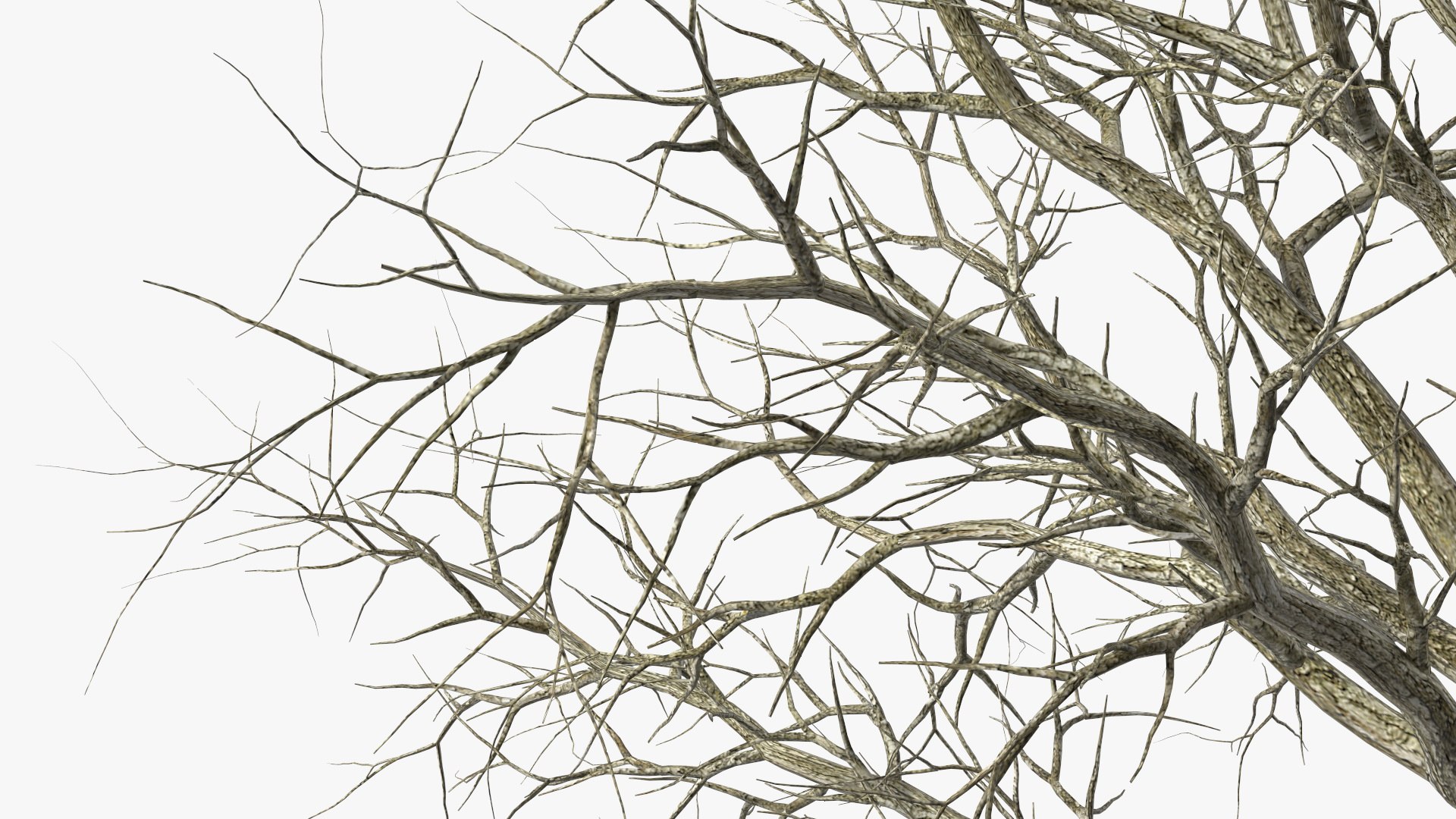 Swamp White Oak Winter 3D model https://p.turbosquid.com/ts-thumb/Kj/sJcIa4/Cb/swampwhiteoakwinter3dmodel014/jpg/1707012361/1920x1080/fit_q87/9561b778b6d352e102087cb049a2bb18560dca39/swampwhiteoakwinter3dmodel014.jpg