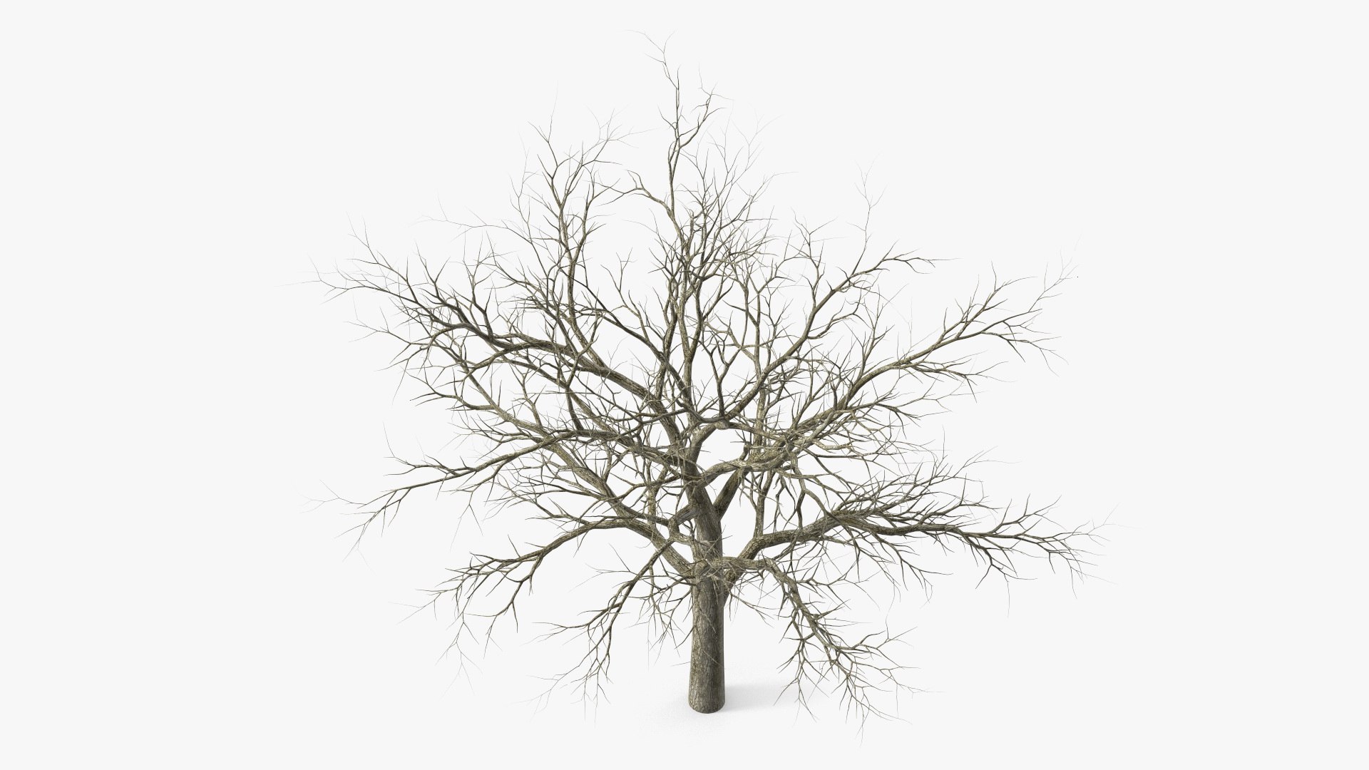 Swamp White Oak Winter 3D model https://p.turbosquid.com/ts-thumb/Kj/sJcIa4/JB/swampwhiteoakwinter3dmodel009/jpg/1707012341/1920x1080/fit_q87/234dab9a70197bdf33bdc730f3870d71eba668a2/swampwhiteoakwinter3dmodel009.jpg