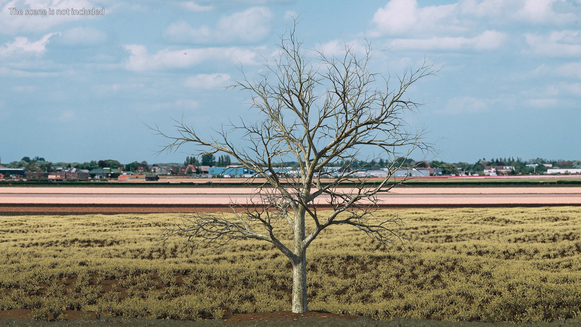 Swamp White Oak Winter 3D model https://p.turbosquid.com/ts-thumb/Kj/sJcIa4/Js/swampwhiteoakwinter3dmodel003/jpg/1707012316/1920x1080/fit_q87/39627bc6188933d8443e1df397fc28b318ed3f5a/swampwhiteoakwinter3dmodel003.jpg