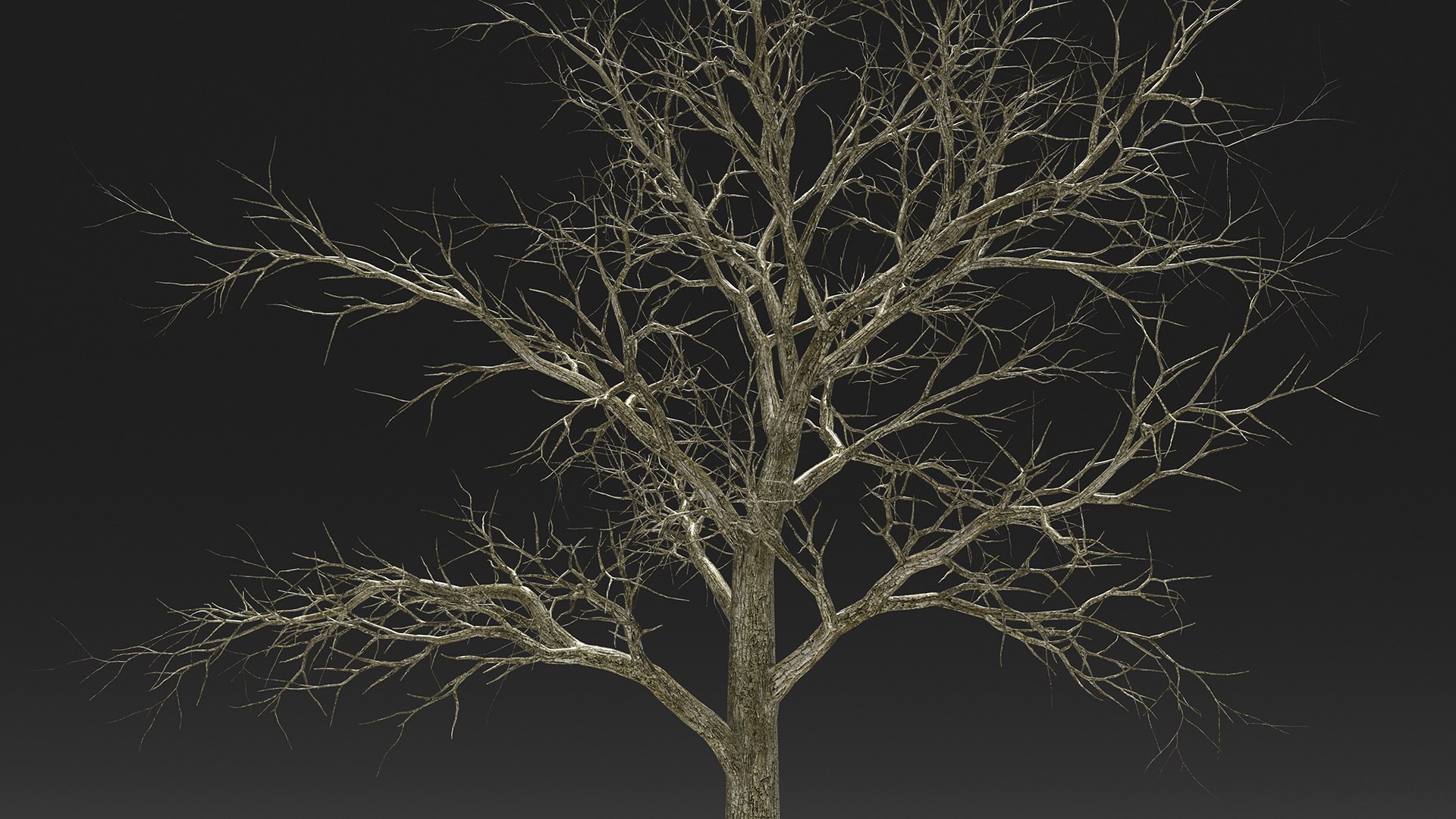 Swamp White Oak Winter 3D model https://p.turbosquid.com/ts-thumb/Kj/sJcIa4/LK/swampwhiteoakwinter3dmodel006/jpg/1707012329/1920x1080/fit_q87/bc03722d8fee34e1fc63c245df286b391aeff01d/swampwhiteoakwinter3dmodel006.jpg