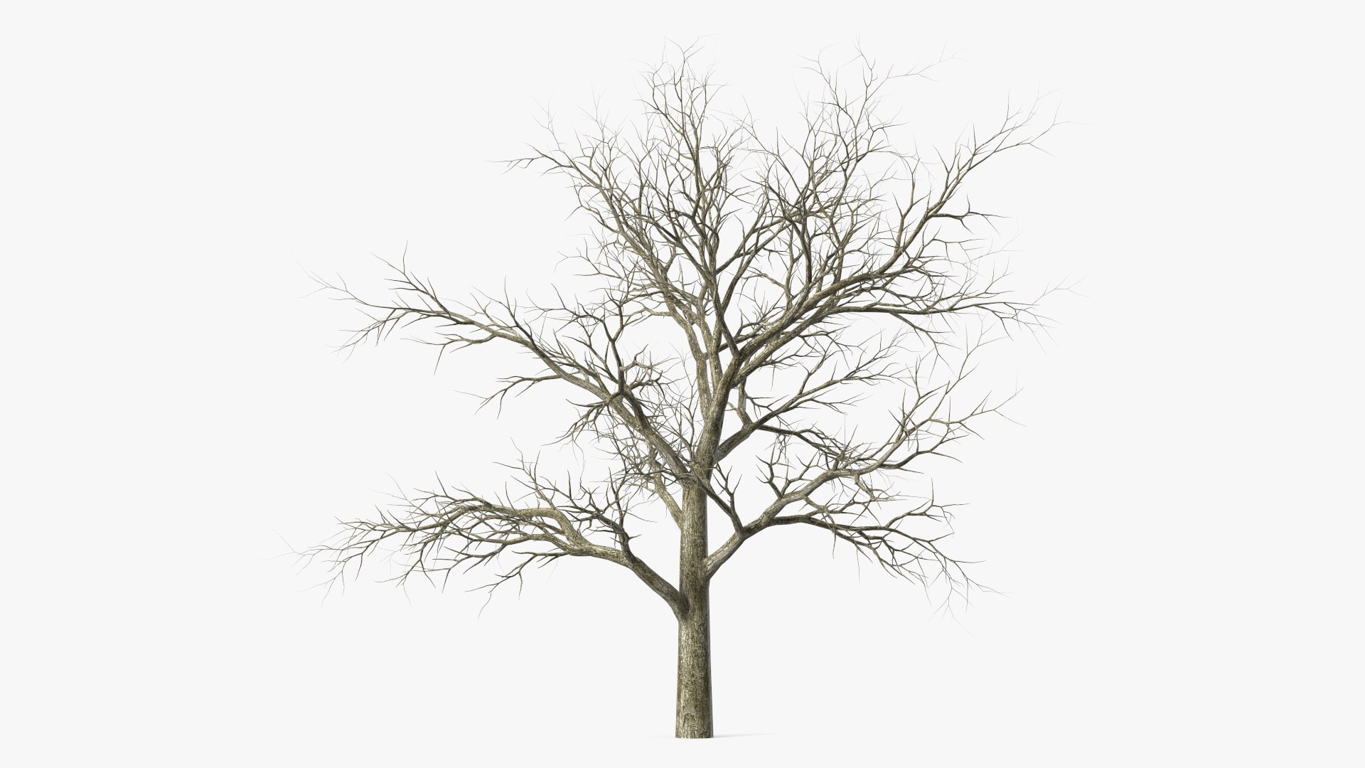 Swamp White Oak Winter 3D model preview