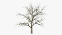 Swamp White Oak Winter