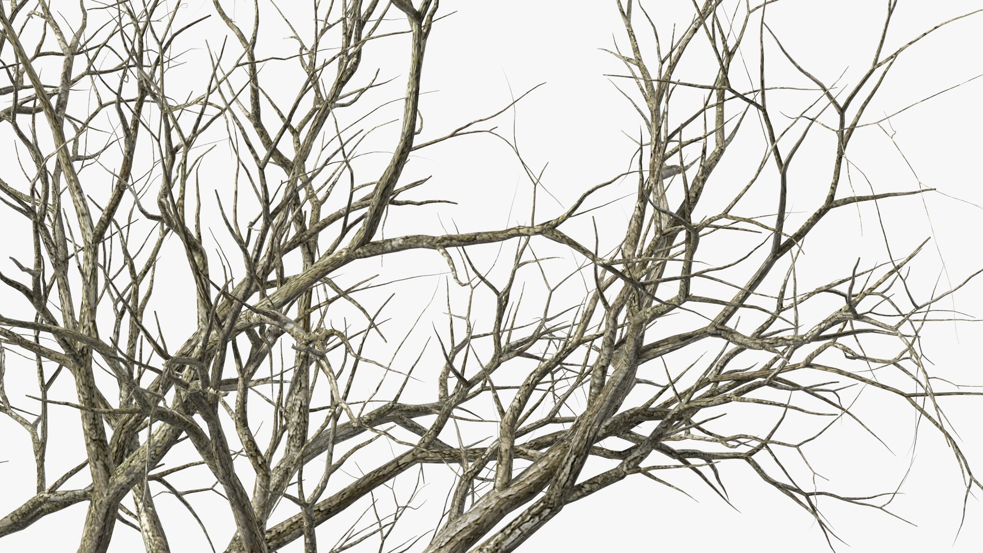 Swamp White Oak Winter 3D model https://p.turbosquid.com/ts-thumb/Kj/sJcIa4/cp/swampwhiteoakwinter3dmodel013/jpg/1707012358/1920x1080/fit_q87/fc54f30acdbb674471929cc26930699967a089a7/swampwhiteoakwinter3dmodel013.jpg