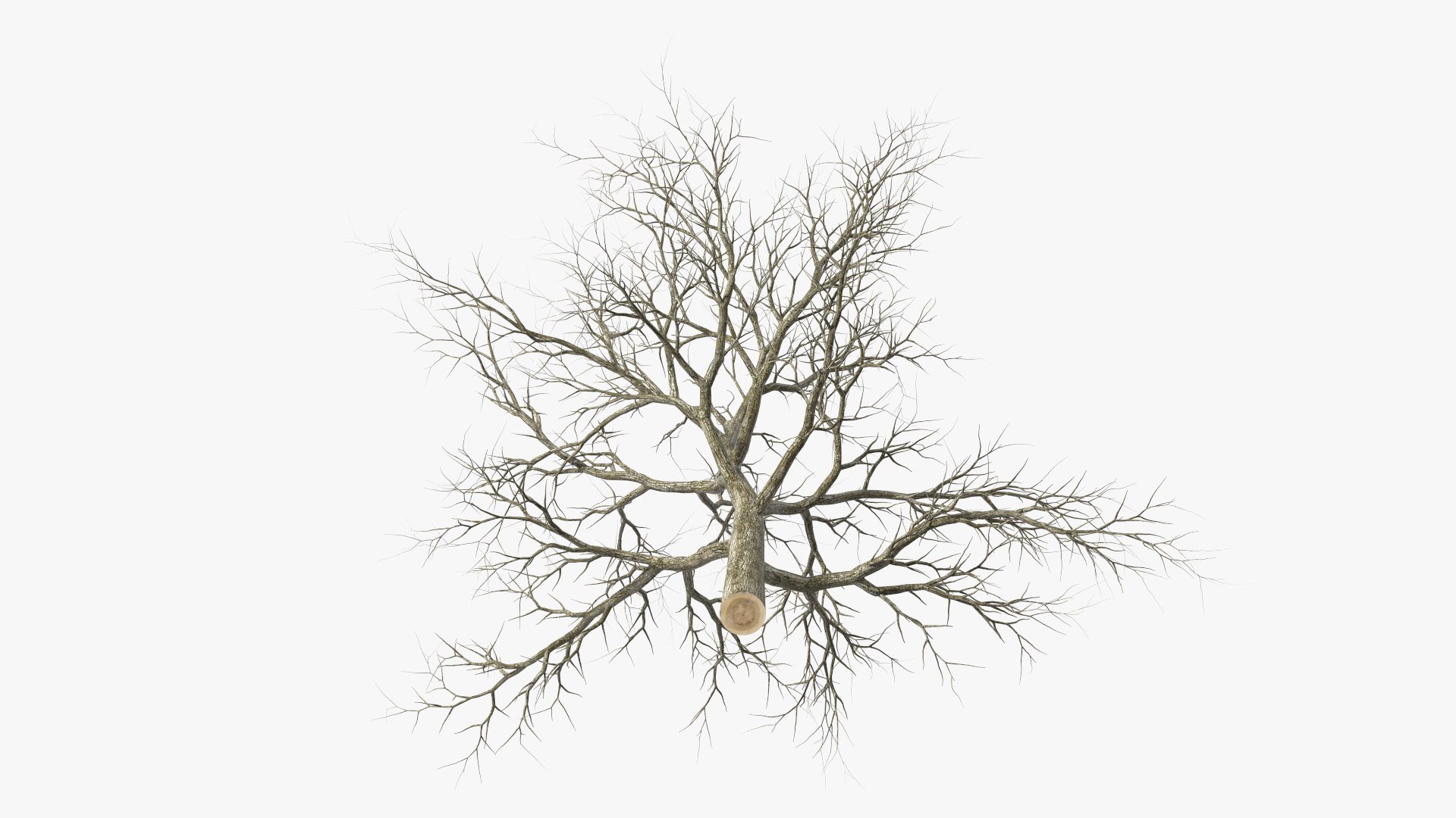 Swamp White Oak Winter 3D model https://p.turbosquid.com/ts-thumb/Kj/sJcIa4/e8/swampwhiteoakwinter3dmodel010/jpg/1707012345/1920x1080/fit_q87/de17a5b1603a0029c0885687af0e8c91505510f8/swampwhiteoakwinter3dmodel010.jpg