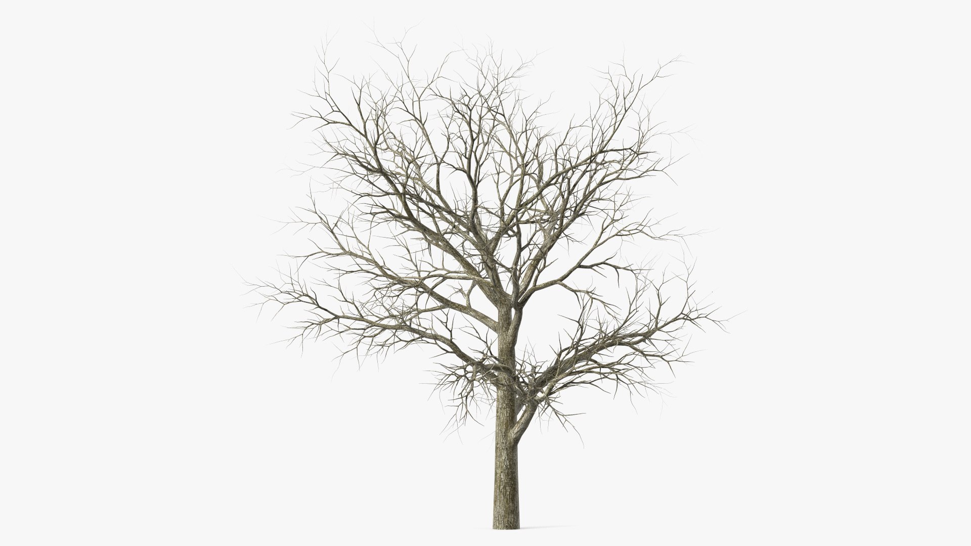 Swamp White Oak Winter 3D model https://p.turbosquid.com/ts-thumb/Kj/sJcIa4/ia/swampwhiteoakwinter3dmodel007/jpg/1707012333/1920x1080/fit_q87/3f5d0d3b036057aff146030d983087f8f43bd6bb/swampwhiteoakwinter3dmodel007.jpg