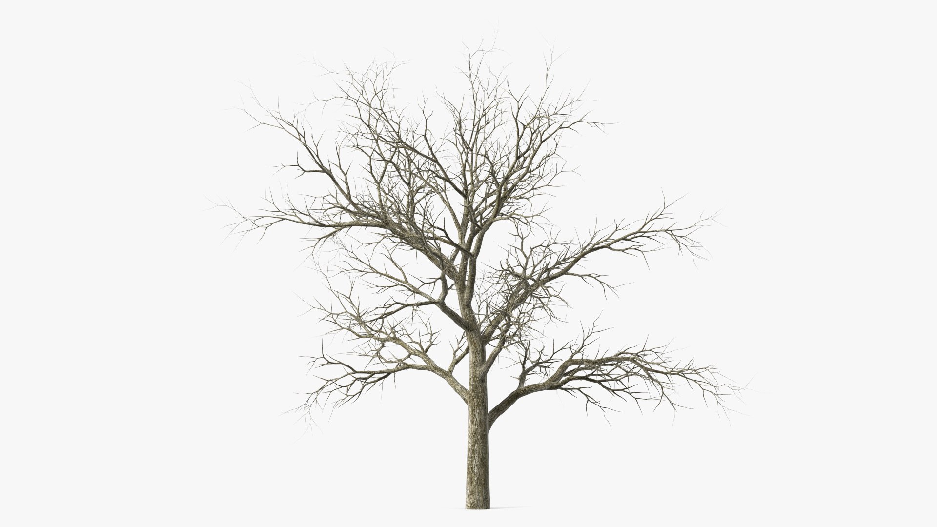 Swamp White Oak Winter 3D model https://p.turbosquid.com/ts-thumb/Kj/sJcIa4/lf/swampwhiteoakwinter3dmodel008/jpg/1707012337/1920x1080/fit_q87/5f54ced9bc07a1a368654b81ce32bc5218b1ba03/swampwhiteoakwinter3dmodel008.jpg