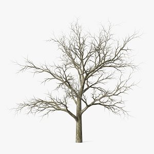Swamp White Oak Winter 3D model