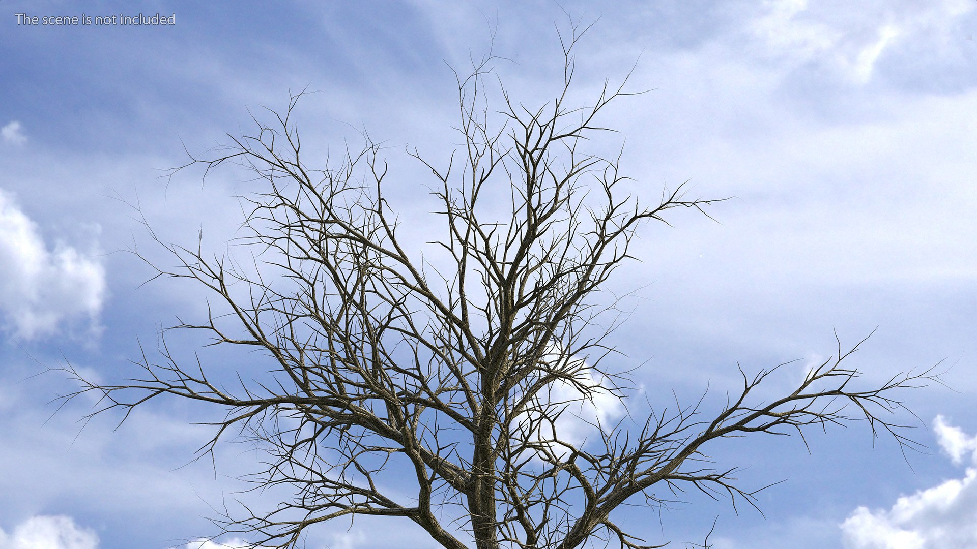 Swamp White Oak Winter 3D model https://p.turbosquid.com/ts-thumb/Kj/sJcIa4/yB/swampwhiteoakwinter3dmodel004/jpg/1707012321/1920x1080/fit_q87/0c6a534ba552c31a393bc02f03f2cd680cf9ee32/swampwhiteoakwinter3dmodel004.jpg