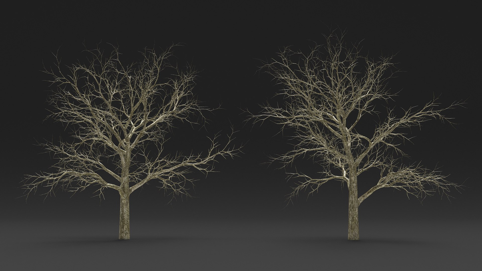 Swamp White Oak Winter 3D model https://p.turbosquid.com/ts-thumb/Kj/sJcIa4/zj/swampwhiteoakwinter3dmodel005/jpg/1707012325/1920x1080/fit_q87/26d8144f5ae03931418d288236475b5cc9f66a63/swampwhiteoakwinter3dmodel005.jpg