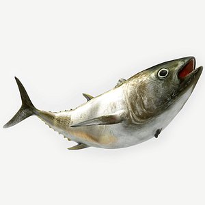 3D TUNA FISH Rigged  L1900
