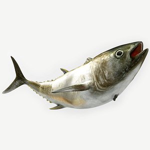 TUNA FISH Rigged L1900
