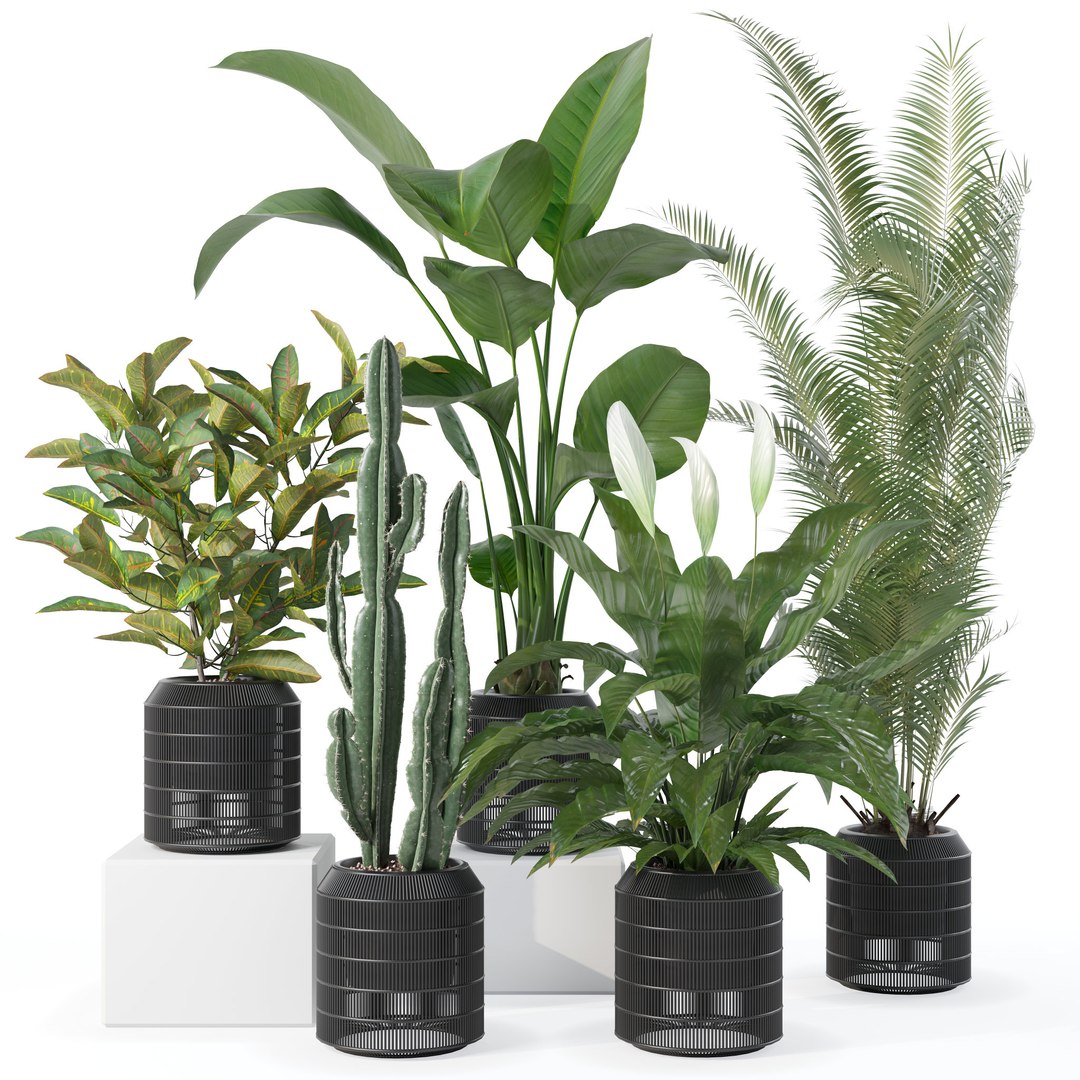 20 Photorealistic Flowers for Interiors - set 121 128 134 141 3D model https://p.turbosquid.com/ts-thumb/Kk/crizFh/EX/sb_set_134_preview/jpg/1666175884/1920x1080/fit_q87/63cc178c8e040a3ad8f02d4ed349d53e24f02d30/sb_set_134_preview.jpg