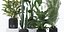 20 Photorealistic Flowers for Interiors - set 121 128 134 141