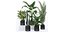 20 Photorealistic Flowers for Interiors - set 121 128 134 141