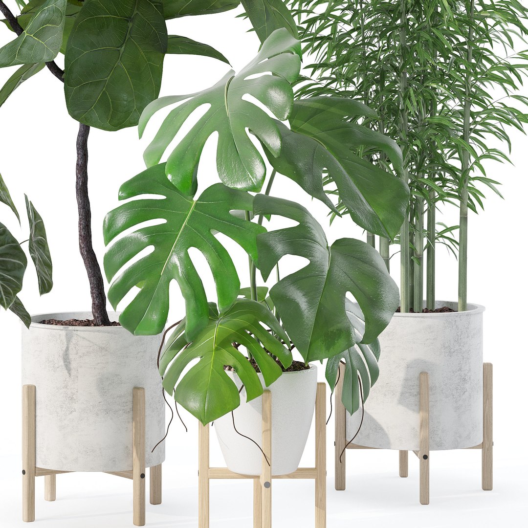 20 Photorealistic Flowers for Interiors - set 121 128 134 141 3D model https://p.turbosquid.com/ts-thumb/Kk/crizFh/oi/3/jpg/1664966220/1920x1080/fit_q87/9bec7e03fdc7e9c251554374bd6865a6a14fe29f/3.jpg