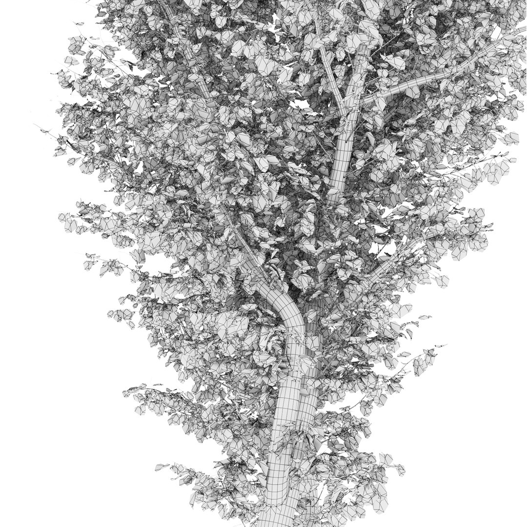 tree nature 3D model https://p.turbosquid.com/ts-thumb/Kk/hAeOvv/0qjHLKmb/05/jpg/1584804345/1920x1080/fit_q87/f0cb484428d3a2211c5a3747ce3a4dd9051e2648/05.jpg