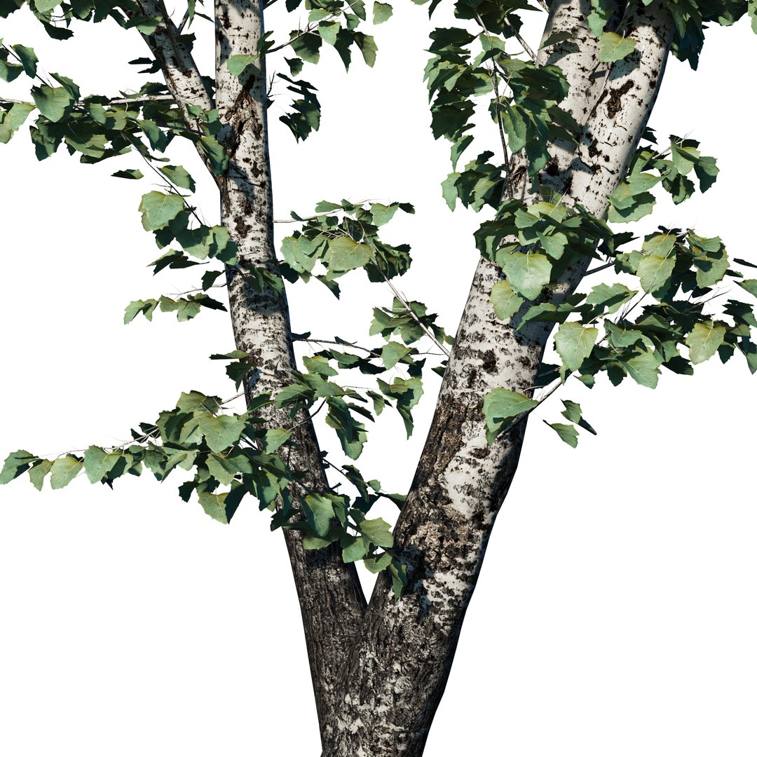 tree nature 3D model https://p.turbosquid.com/ts-thumb/Kk/hAeOvv/7COLf9Gz/02/jpg/1584804345/1920x1080/fit_q87/1b45fc14b138296a5ae470a9b0658aa1d528902d/02.jpg