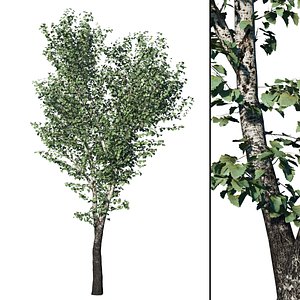 tree nature 3D model