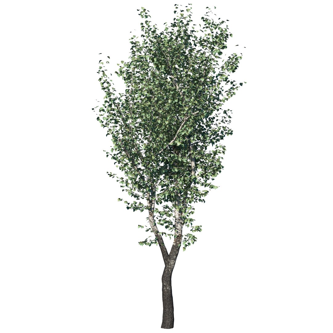 tree nature 3D model https://p.turbosquid.com/ts-thumb/Kk/hAeOvv/TLt7nVEo/04/jpg/1584804345/1920x1080/fit_q87/67073c133a332d1447975e00f932dab4b47ee70b/04.jpg