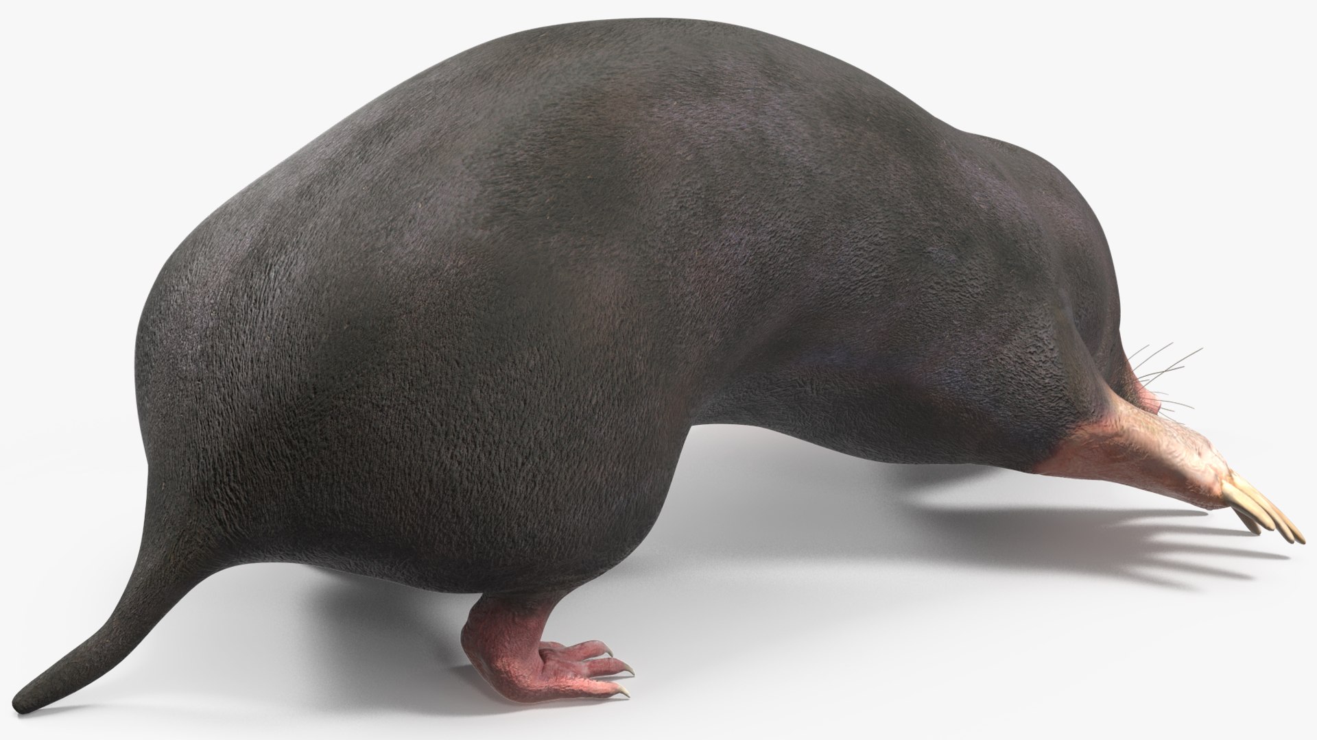 European Mole Animal Rigged For Maya 3D Model - TurboSquid 2259966