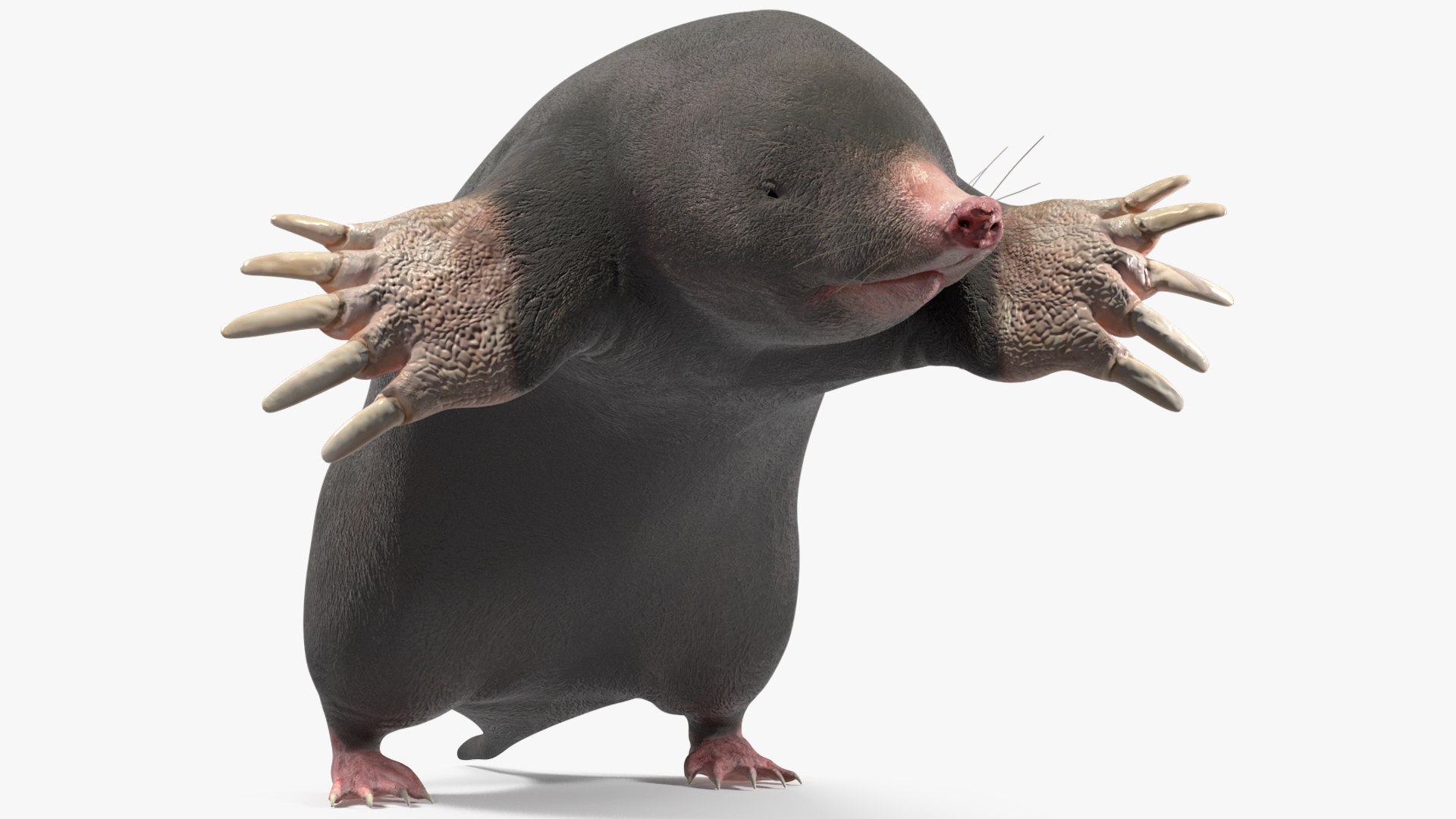 European Mole Animal Rigged for Maya 3D model preview