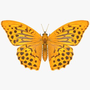 3D realistic silver washed fritillary model