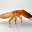 dampwood termite soldier x
