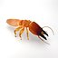 dampwood termite soldier x