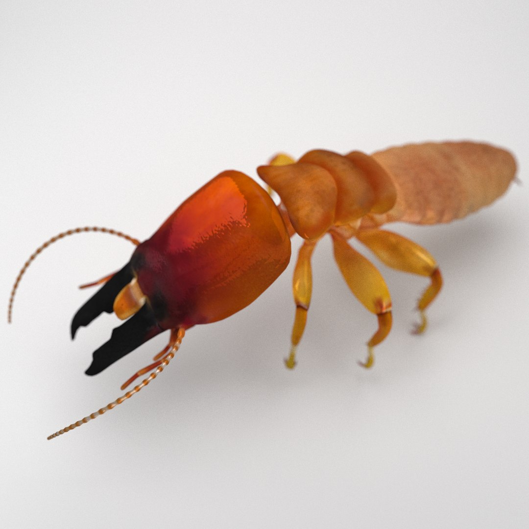 dampwood termite soldier x https://p.turbosquid.com/ts-thumb/Kk/zL9Tx3/sERPYVWp/0/png/1468922305/1920x1080/fit_q87/77913b352cd9ce2ffdb93e783c9b6d5005340fdf/0.jpg