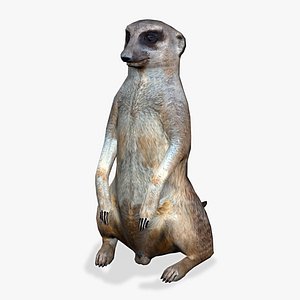 Meerkat