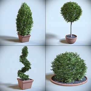 decoration shrub 3d model