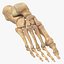 Skeletal Foot