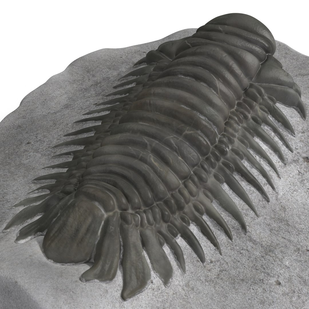 trilobite fossil 3d model https://p.turbosquid.com/ts-thumb/Kl/F6VoDb/1iHj68yY/trilobitefossil_22/jpg/1390850789/1920x1080/fit_q87/39b7fa7b3d7e2c6eb137bc0cb8058aa8264ee3a1/trilobitefossil_22.jpg