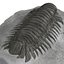 Trilobite Fossil