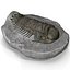 Trilobite Fossil