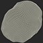 Trilobite Fossil