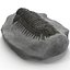 Trilobite Fossil