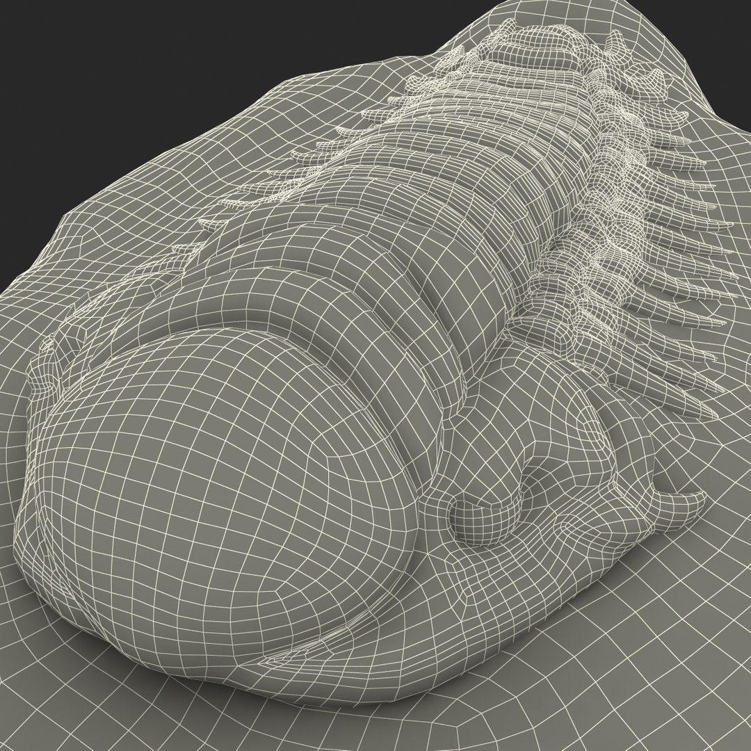 trilobite fossil 3d model https://p.turbosquid.com/ts-thumb/Kl/F6VoDb/BjDIDPjB/trilobitefossil_178/jpg/1390851375/1920x1080/fit_q87/c2380bffae017aee5a95c5648182ef43b707daad/trilobitefossil_178.jpg
